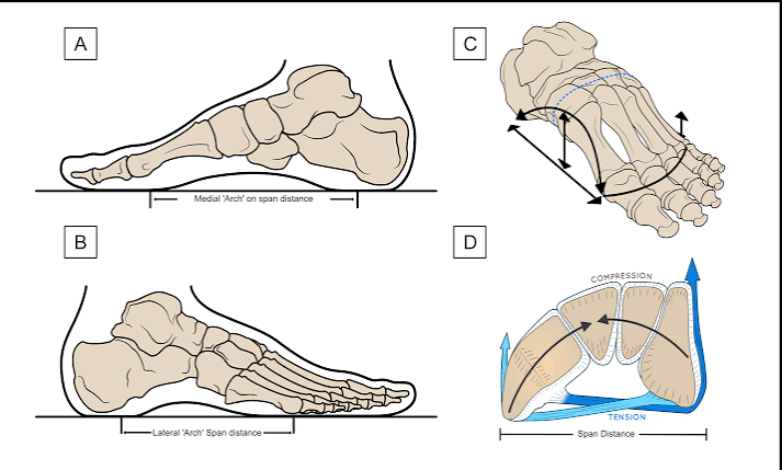 Lace Tension and Medial Arch Pressure